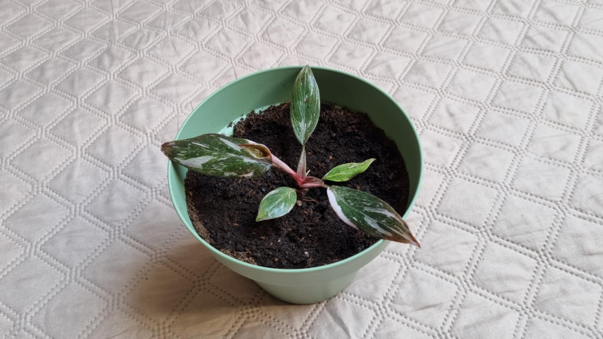 Pink Princess Philodendron
